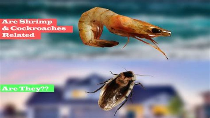 Are shrimp and cockroaches the same?