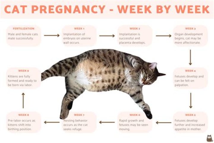 Can a kitten get his mom pregnant?
