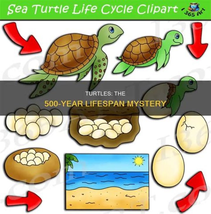 Can turtles live up to 500 years?