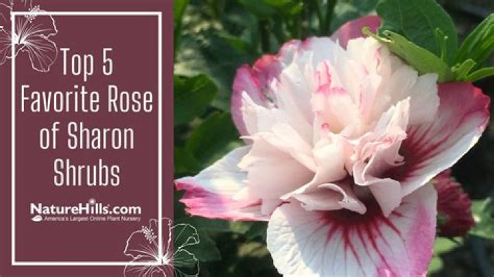 Do Rose of Sharon smell?