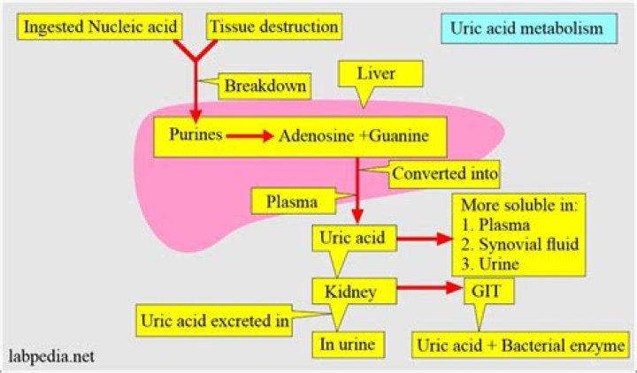 Does milk increase uric acid?