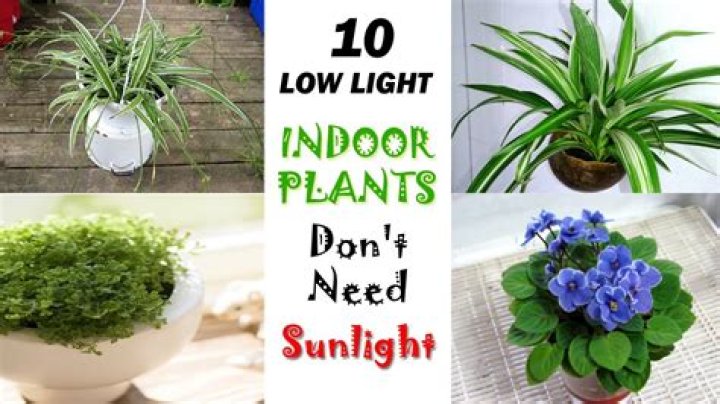 How do I get more sunlight for indoor plants?