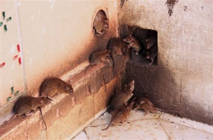 How do I keep rats from climbing my walls?