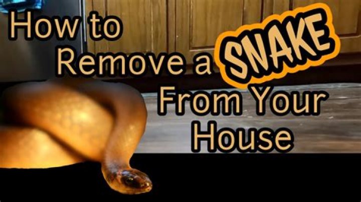 How do you know if there's a snake in your house?