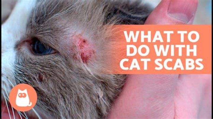 How do you tell if it's a scab or a tick?