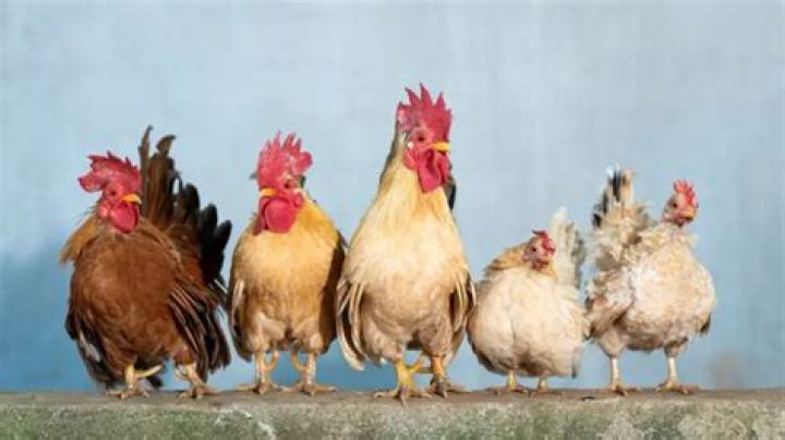 What animal can live with chickens?