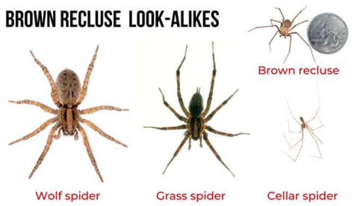 What attracts a brown recluse?