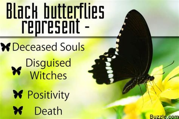 What does seeing a black butterfly mean?