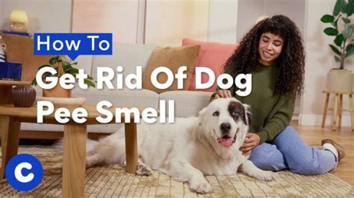 What gets rid of the smell of pig pee?