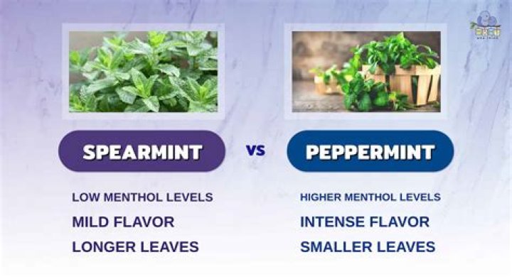 What is the difference between peppermint oil and peppermint extract?