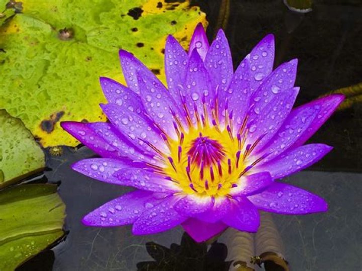 What is the flower that only blooms at night?