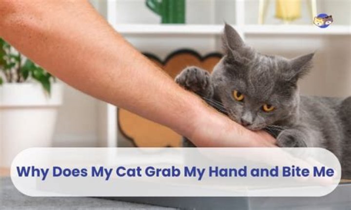 Why does my cat grab my hand and bite me?