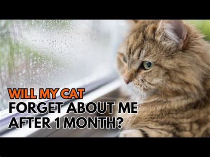 Will my cat forget about me?